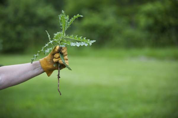 DIY Herbicide
