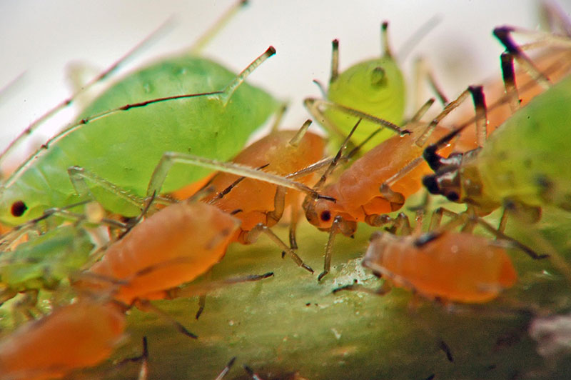 Aphids on Roses