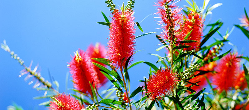 Australian Bottlebrush Drought Tolerant Plant