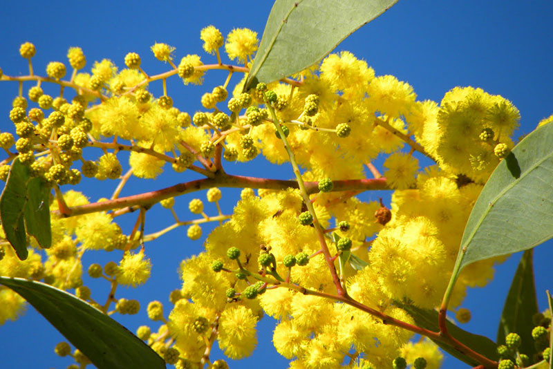 Drought tolerant flowering plant Acacia