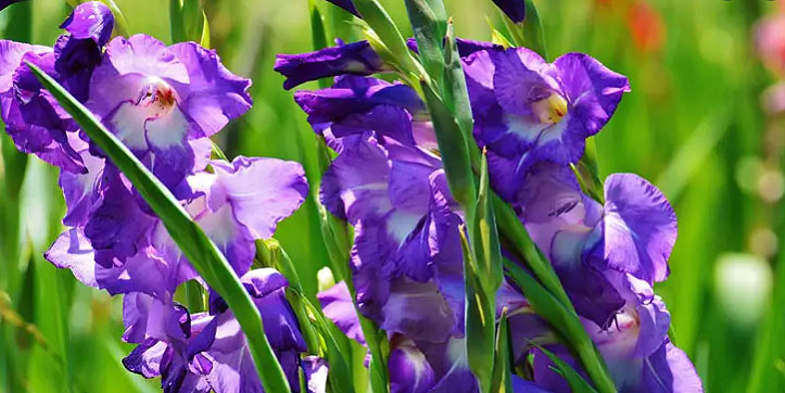 Purple Gladiolus Corms